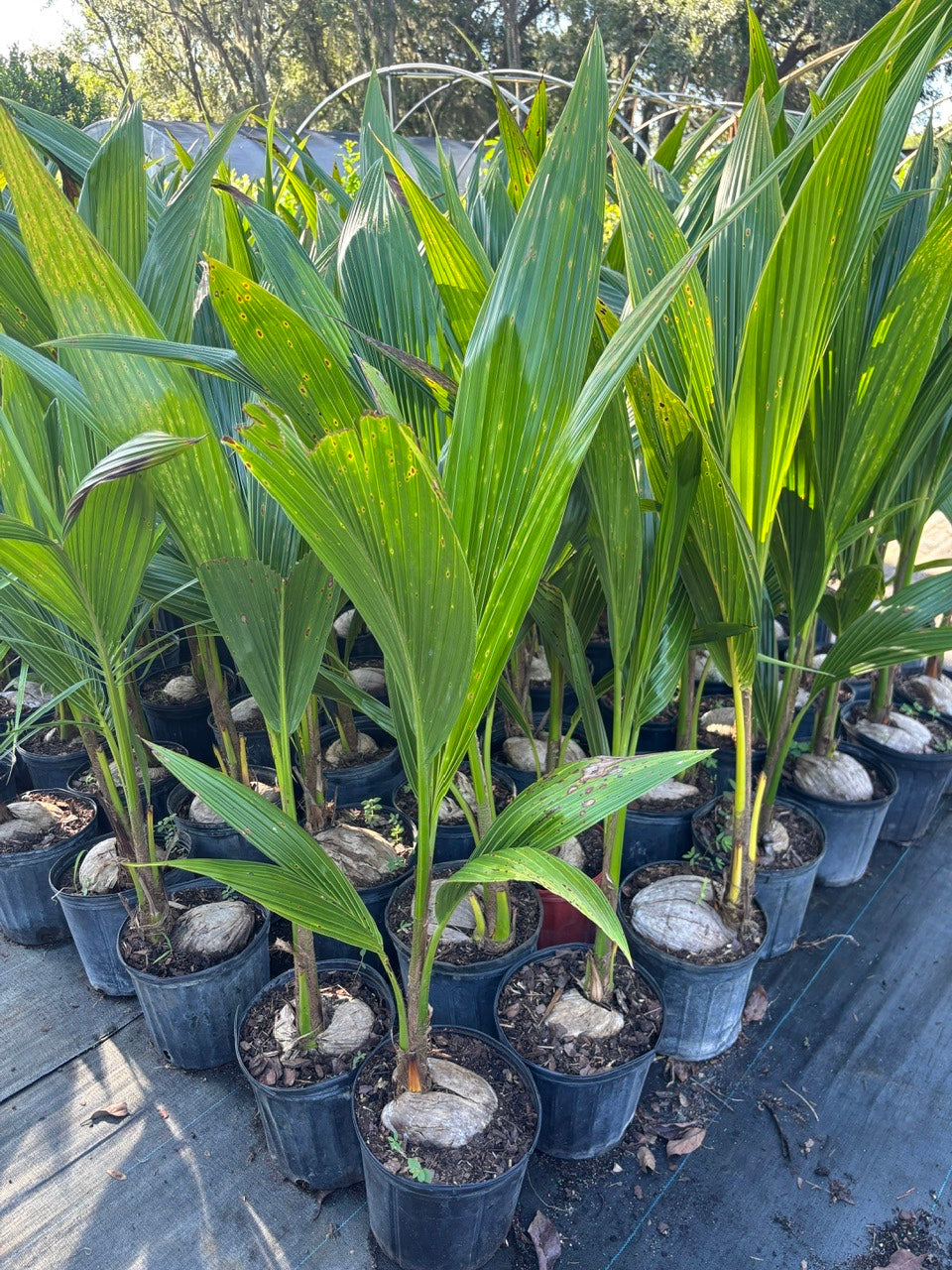 Dwarf Green Coconut Tree- Dua Xanh Lun