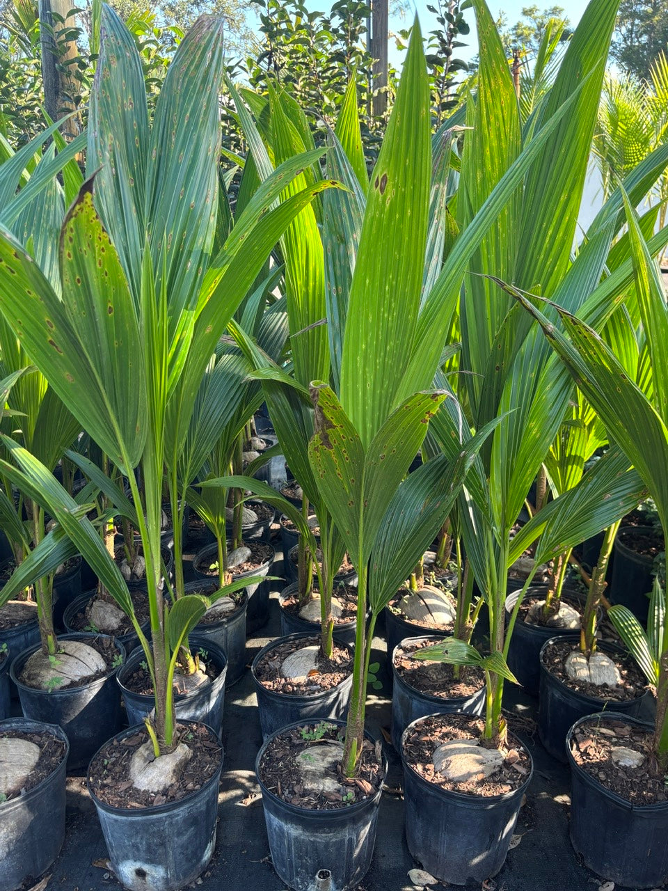Dwarf Green Coconut Tree- Dua Xanh Lun