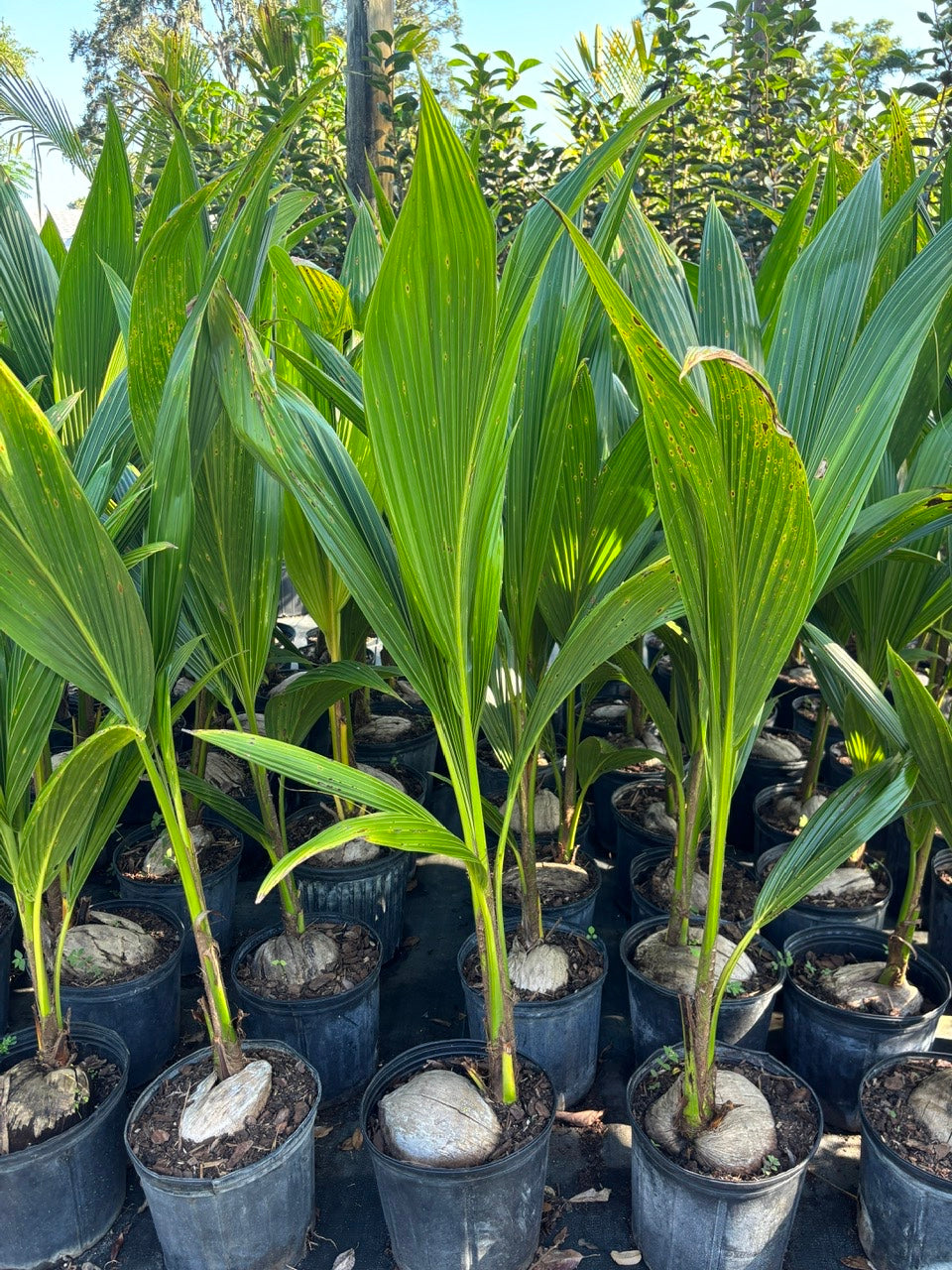 Dwarf Green Coconut Tree- Dua Xanh Lun