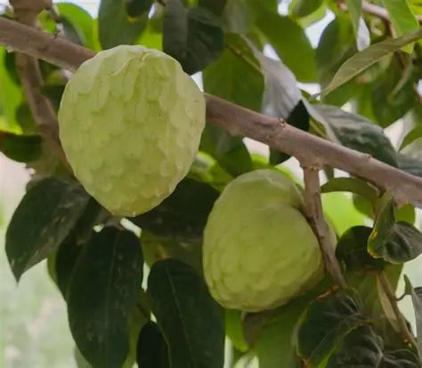 Cherimoya Tree- Custard Apple Tree- Mang Cau Nam My