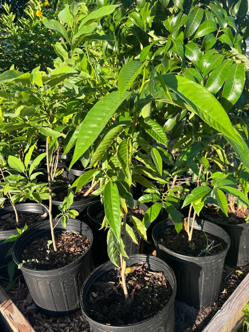 Cherimoya Tree- Custard Apple Tree- Mang Cau Nam My