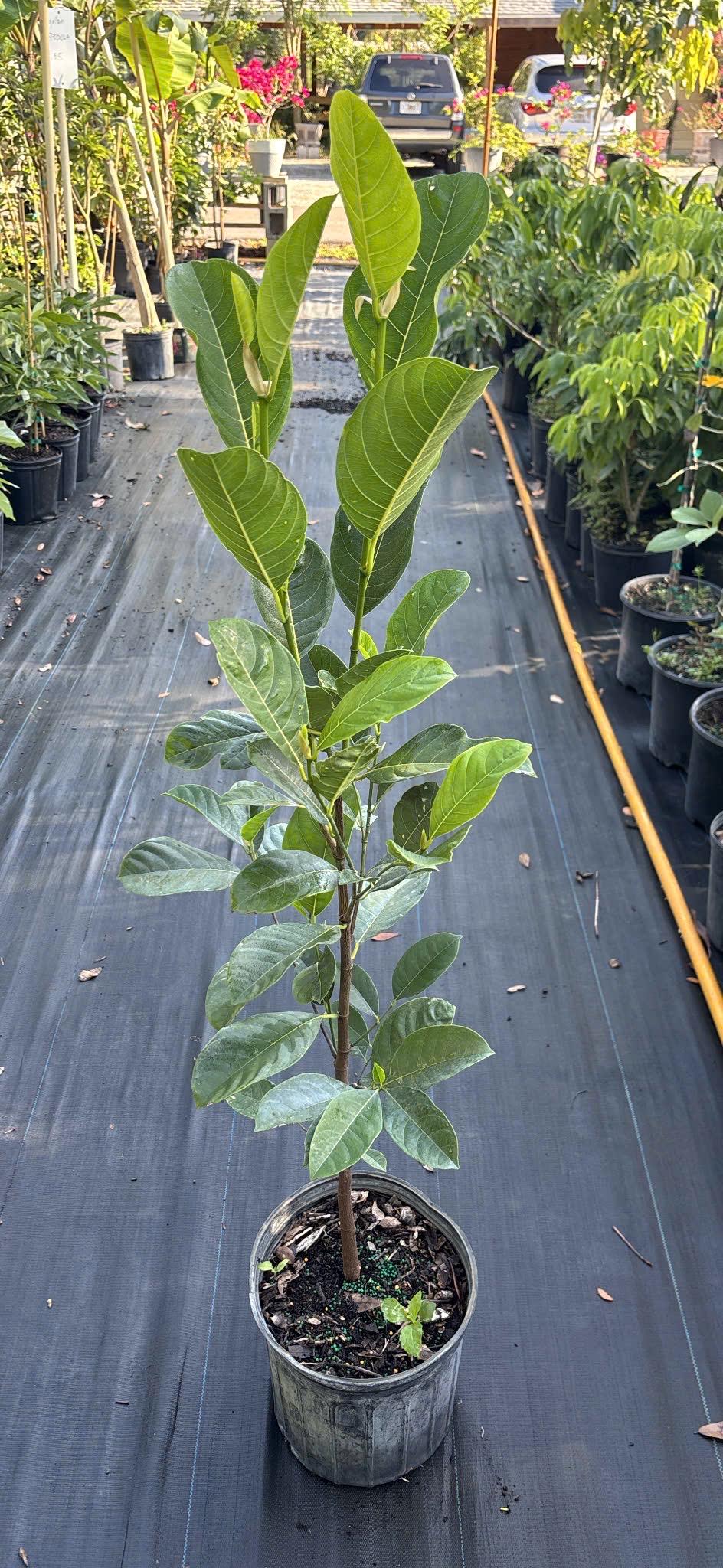Jackfruit Tree- Cay Mit