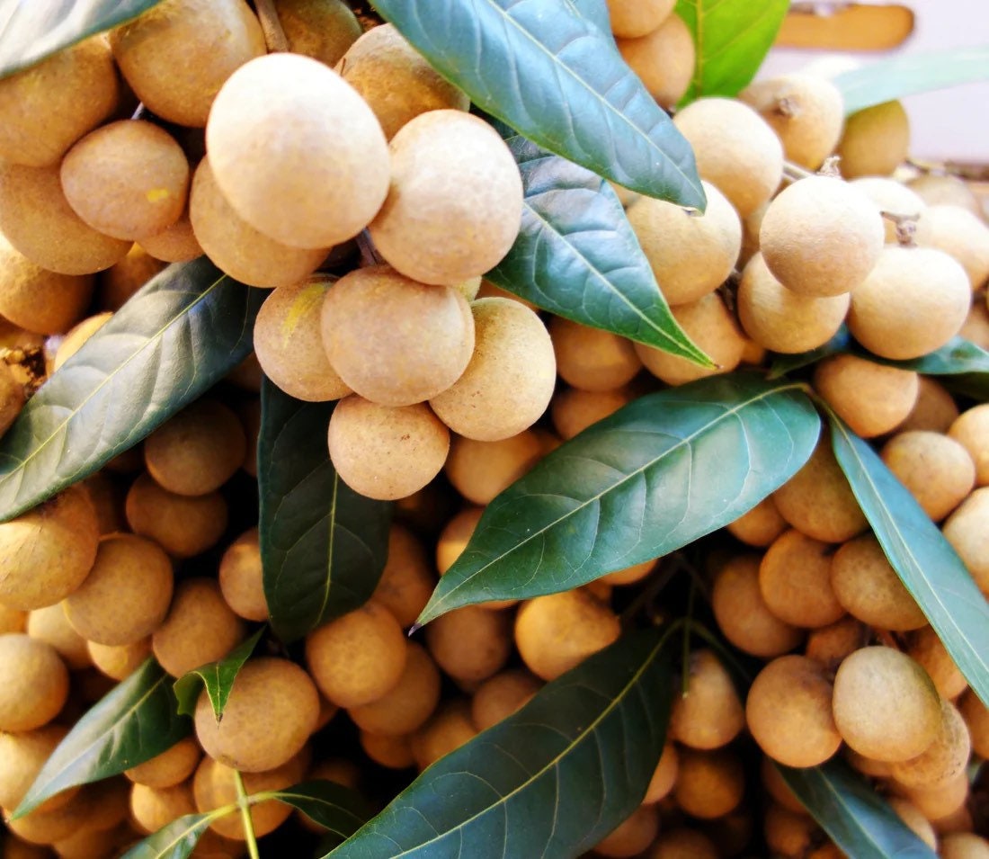 Longan Tree- Nhan