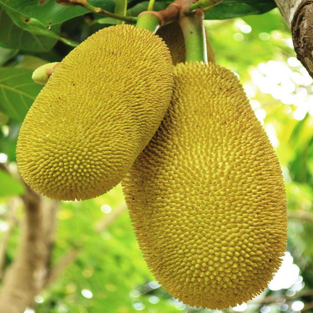 Jackfruit Tree- Cay Mit