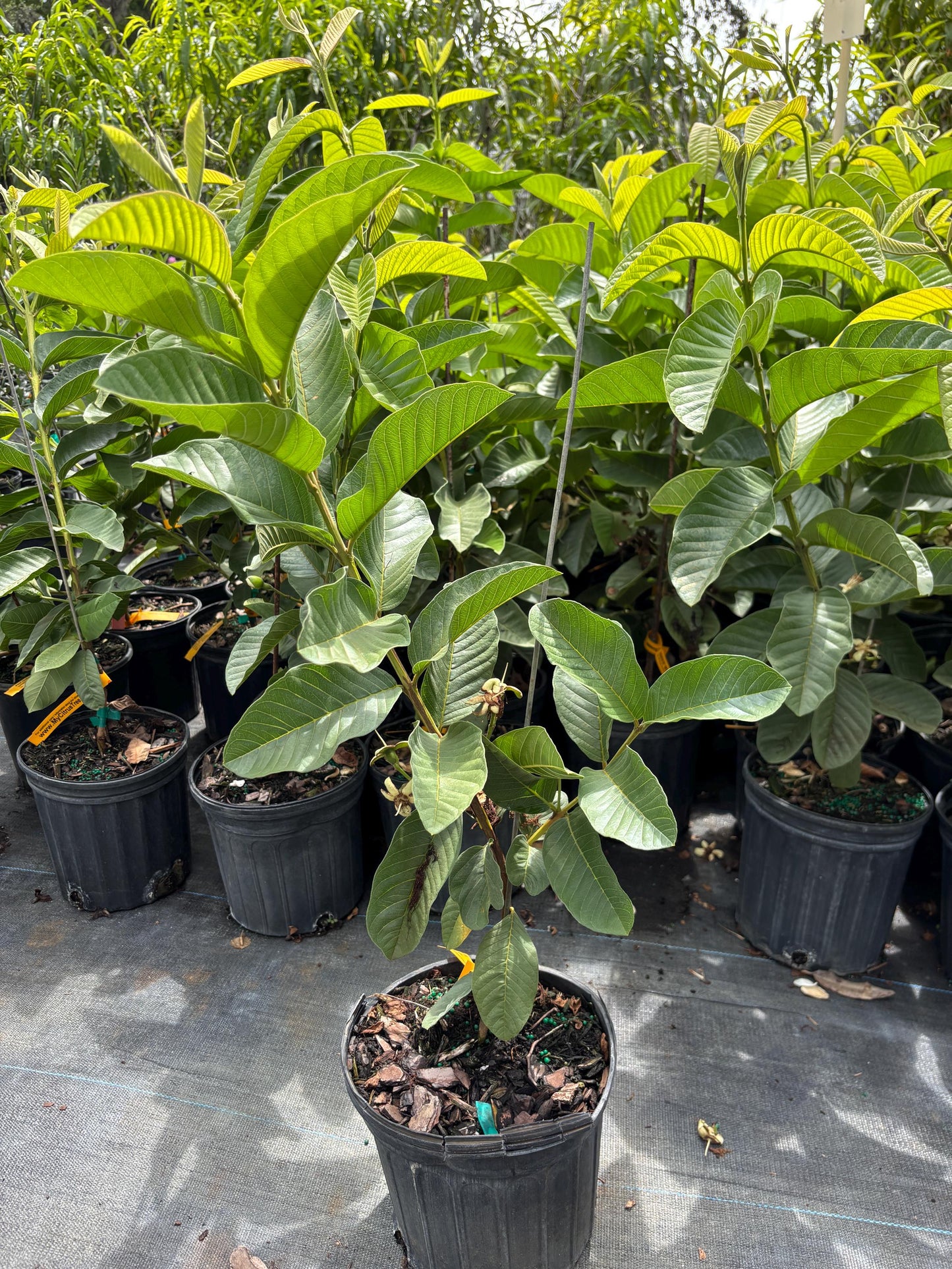 Pink Guava- Oi Hong