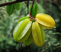 Sweet Grafted Star Fruit- Khe Ngot