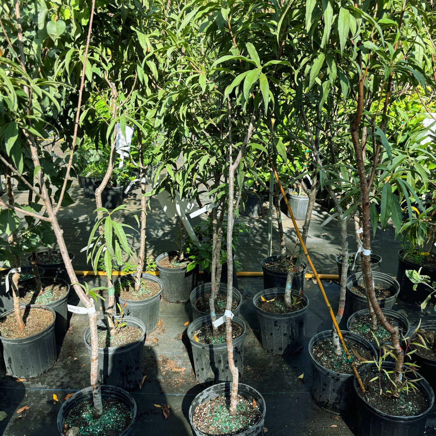 Peach Tree- Dao Tropic Beauty