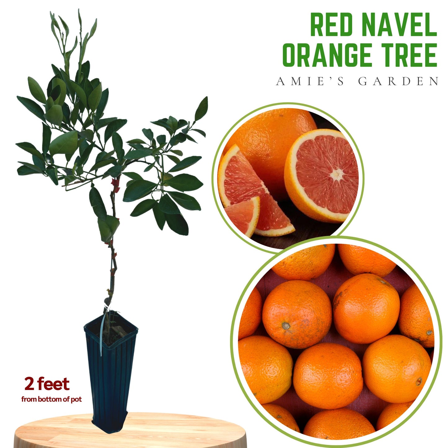 Live Grafted Red Navel Orange Tree - 2 Feet Tall in 1 Gallon Pot - Shipped with Soil and Pot, Fast Shipping