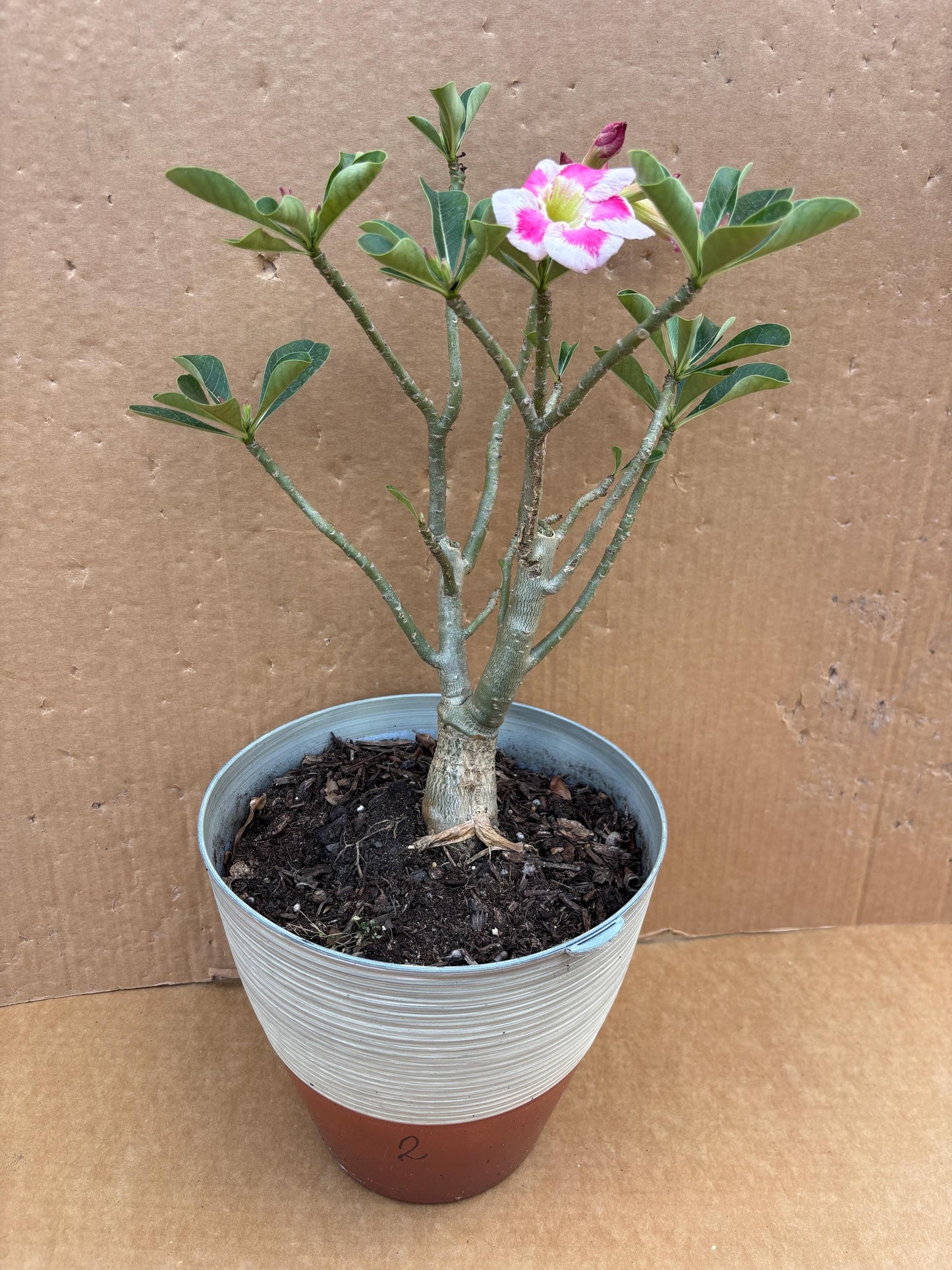 Bonsai Desert Rose- Hoa Su Bonsai