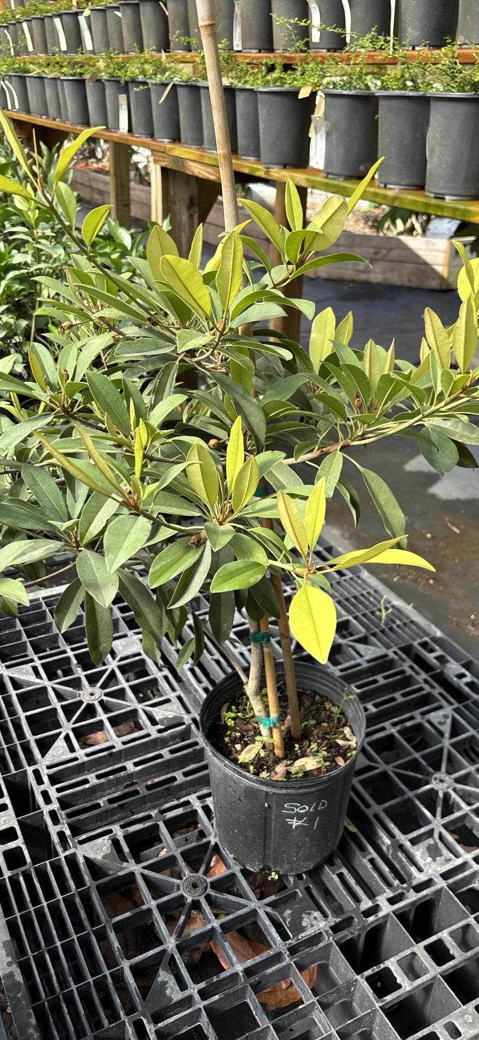 Sapodilla Tree - 5 gallon