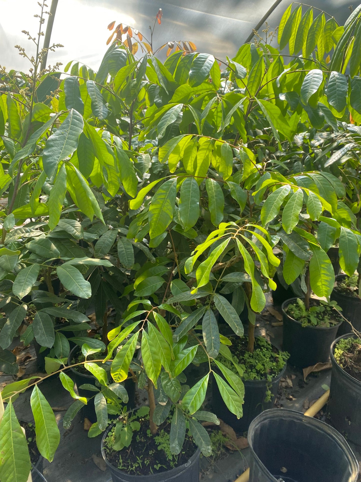 Longan Tree - Kohala- Cay Nhan