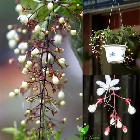 Chains of Glory Flower Plant - Hoa Da Ngoc Minh Chau