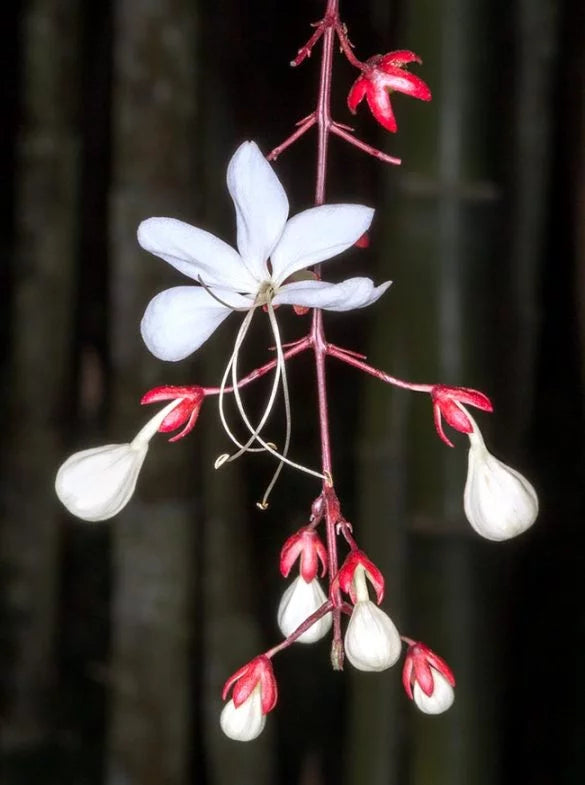 Chains of Glory Flower Plant - Hoa Da Ngoc Minh Chau