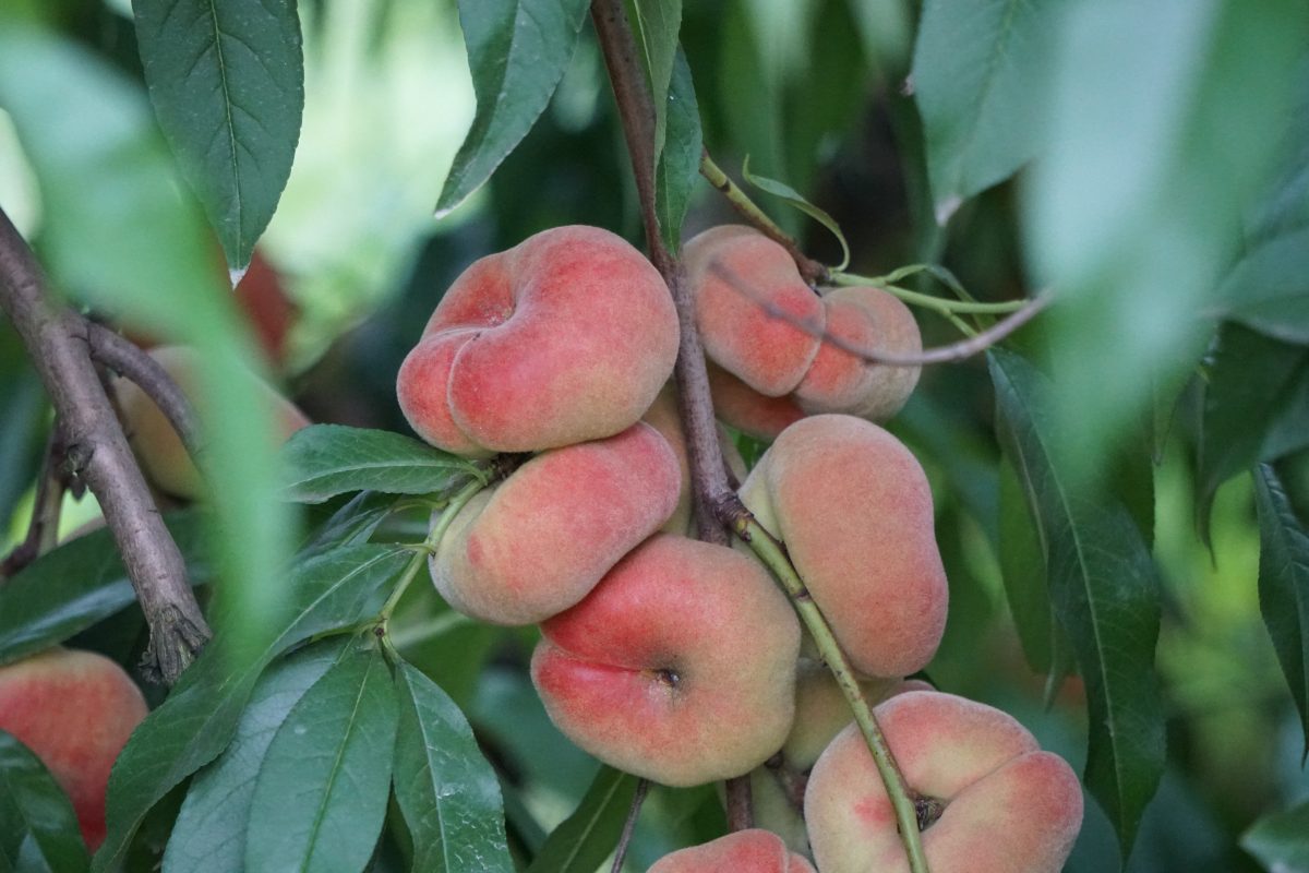 Donut Peach Tree - Dao Donut