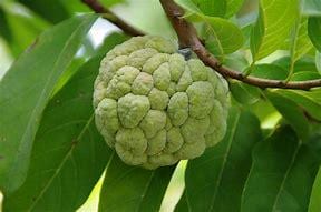 Sugar Apple Tree- Mang Cau