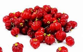 Surinam Cherry Tree - 5gallon- Sori An Do
