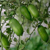 Green Finger Lime Tree- Chanh Mong Tay Xanh