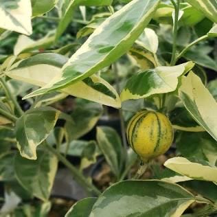 Variegated Minneola Tree