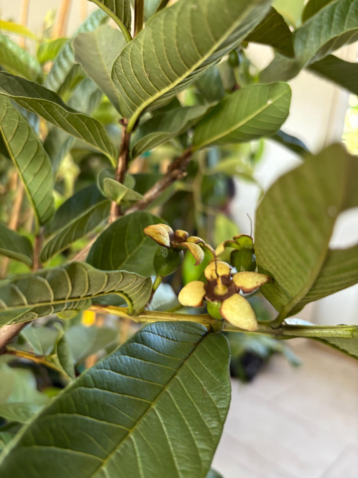 Ruby Supreme Guava Tree- Oi Do