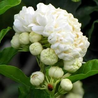 Duke Jasmine Flower Plant- Hoa Lai Kep