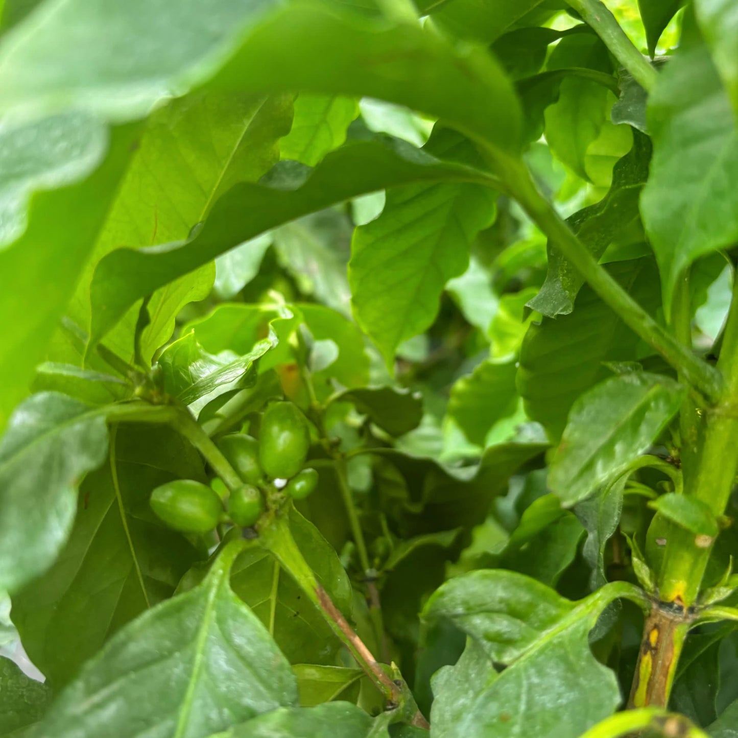Coffee Tree - Cay Cafe