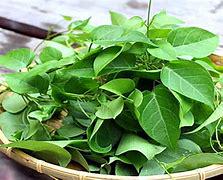 Sour River Leaf Vine - Cay La Giang