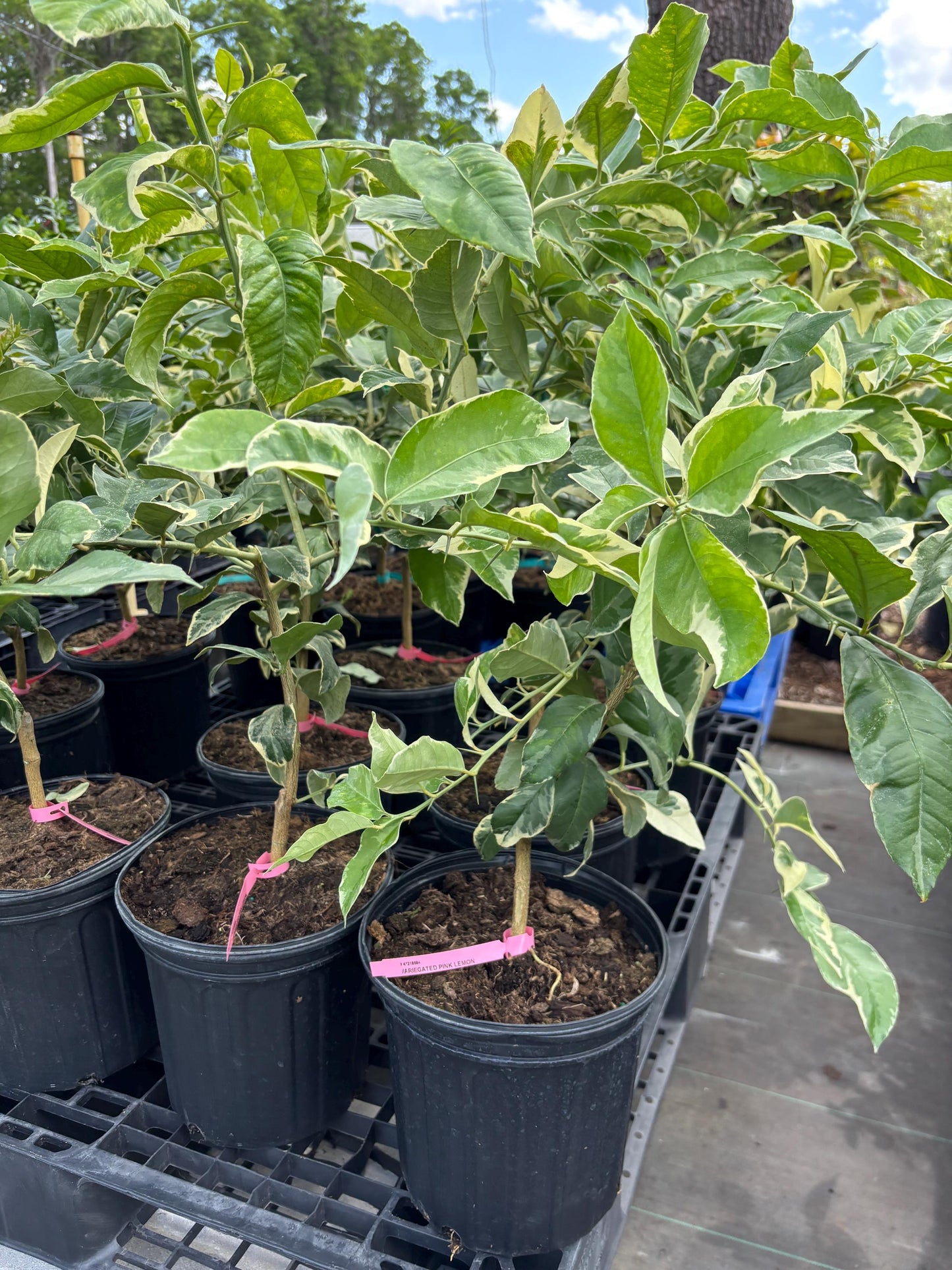 Variegated Pink Lemon Tree- Chanh Cam Thach Hong