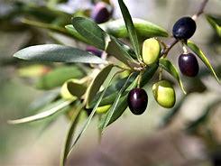 Olive tree- Cay O liu