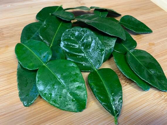 Kaffir Lime Tree- Chanh Thai