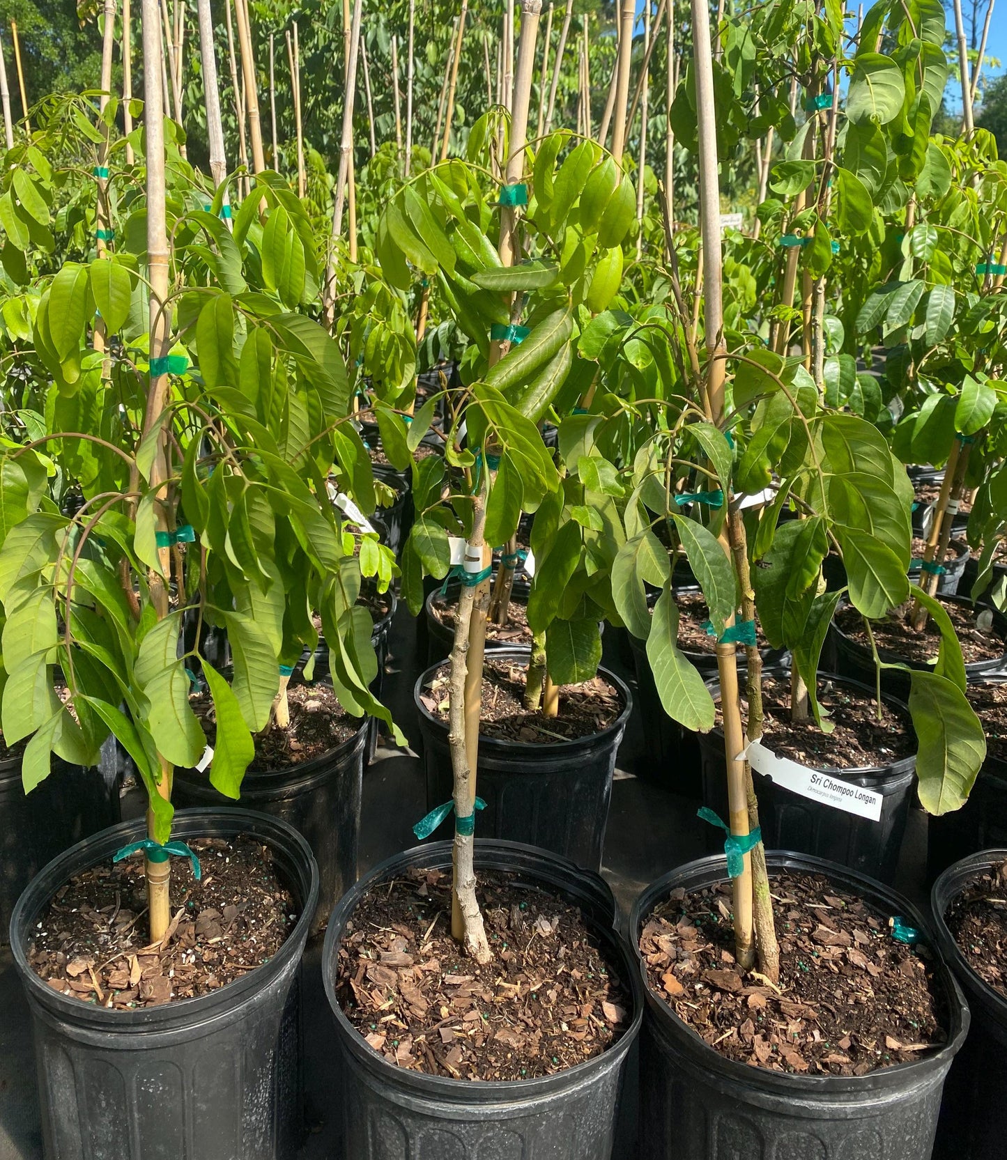 Longan Tree- Nhan