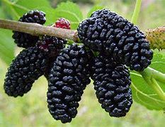 Mulberry Tree- Dau Tam