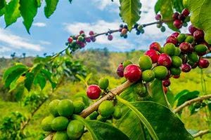 Coffee Tree - Cay Cafe