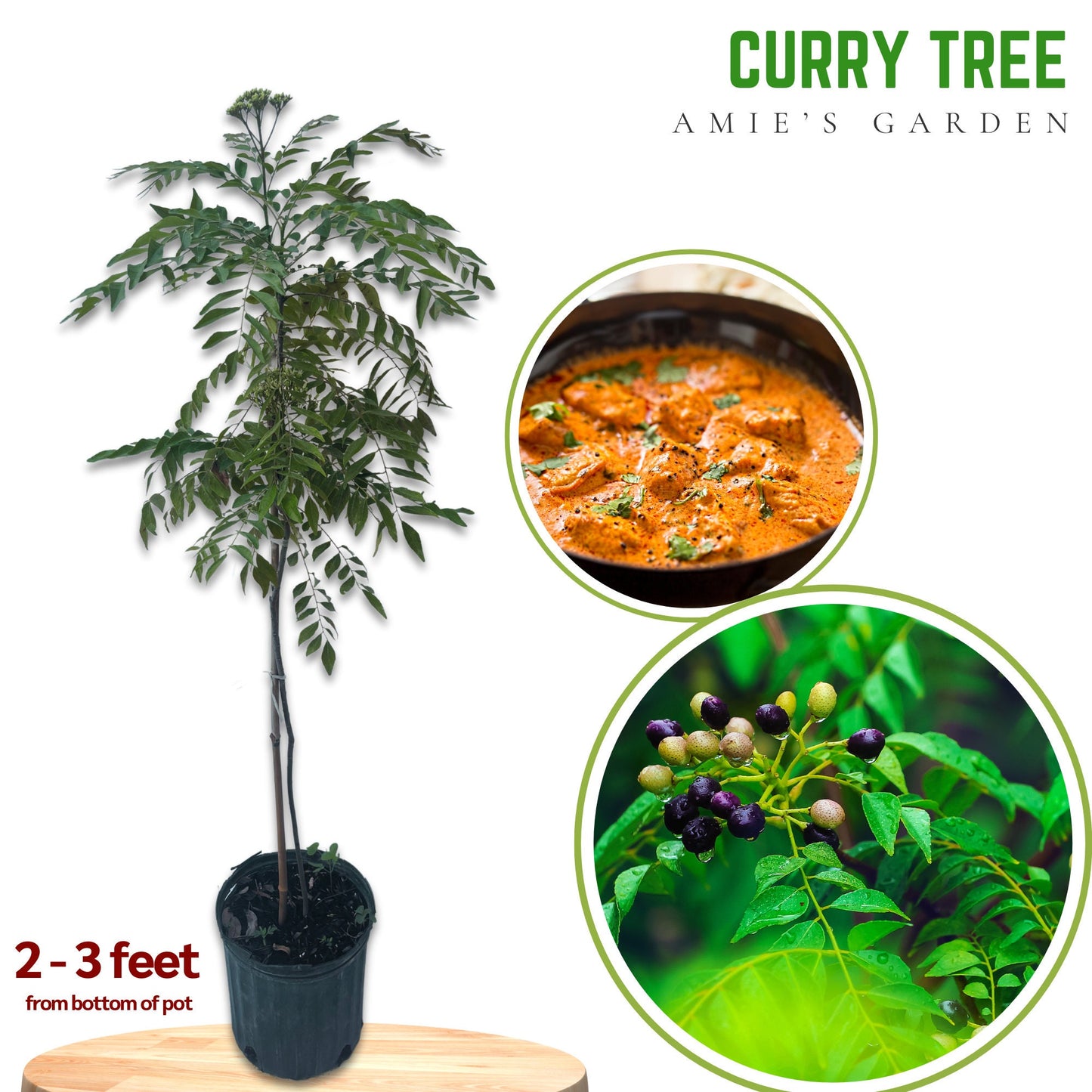Curry Leave- Cay Ca Ri