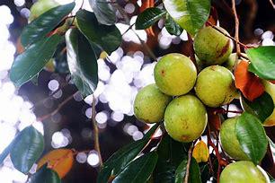 Caimito Tree- Vu Sua