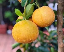 Grapefruit Tree- buoi