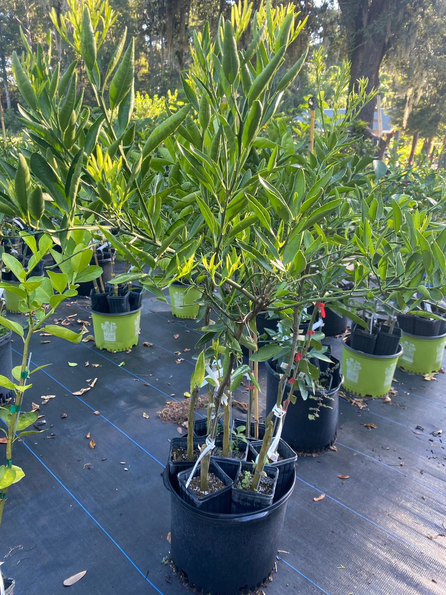 Fallglo Tangerine tree