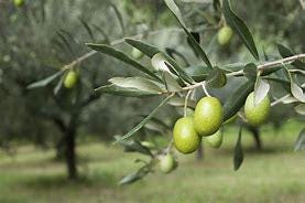 Olive tree- Cay O liu