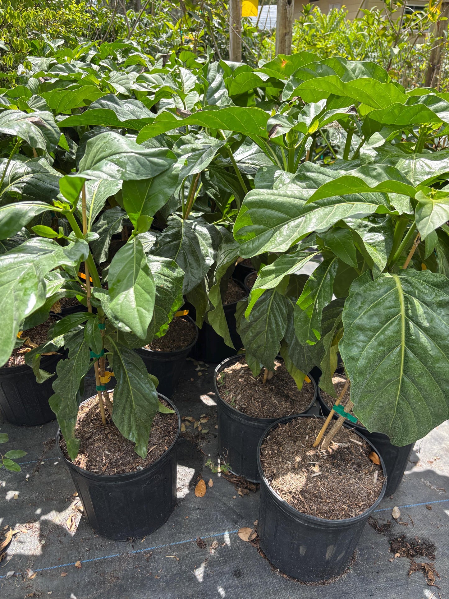 Noni Plant- Cay Nhau