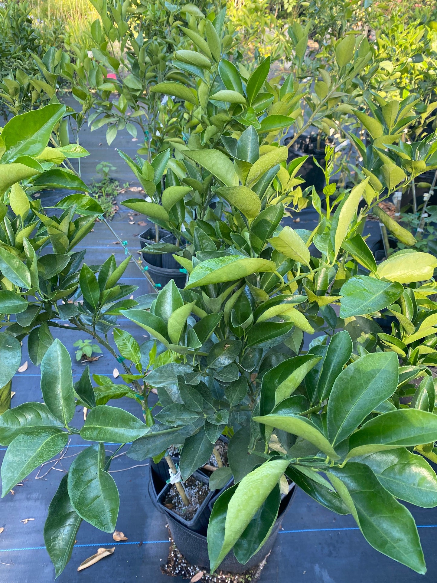 Vernia Orange Tree