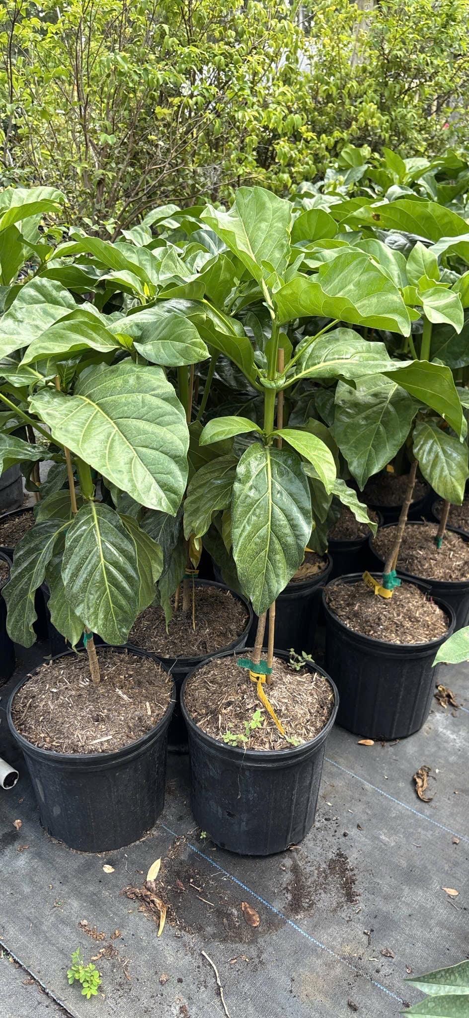 Noni Plant- Cay Nhau