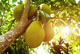 Jackfruit Tree- Cay Mit