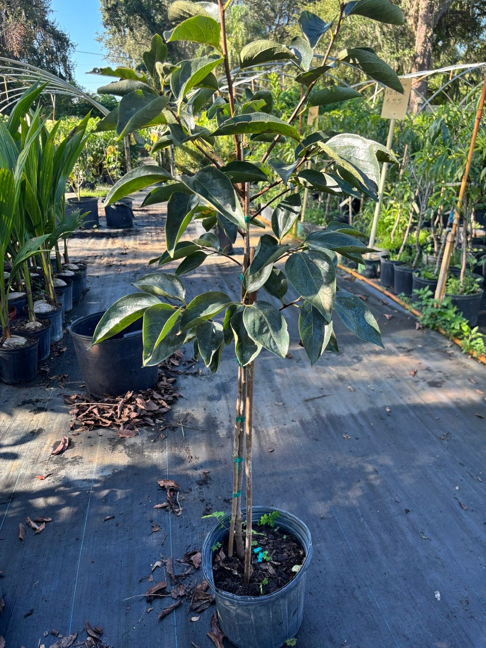 Fuyu Persimmon Tree- 5gallon- Hong Gion