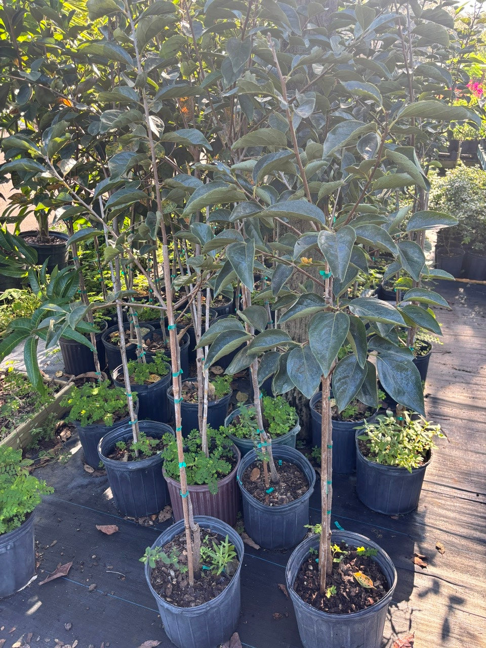 Fuyu Persimmon Tree- 5gallon- Hong Gion