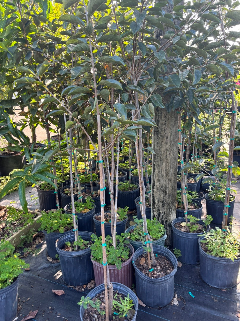 Fuyu Persimmon Tree- 5gallon- Hong Gion