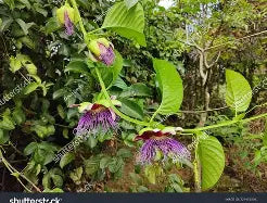 Granadilla Vine- dua gan