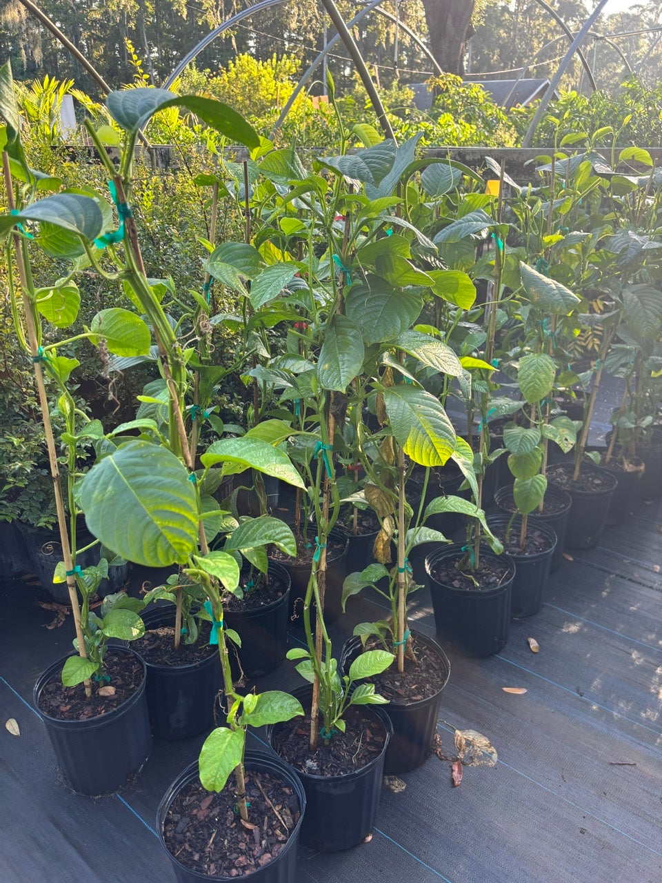 Granadilla Vine- dua gan