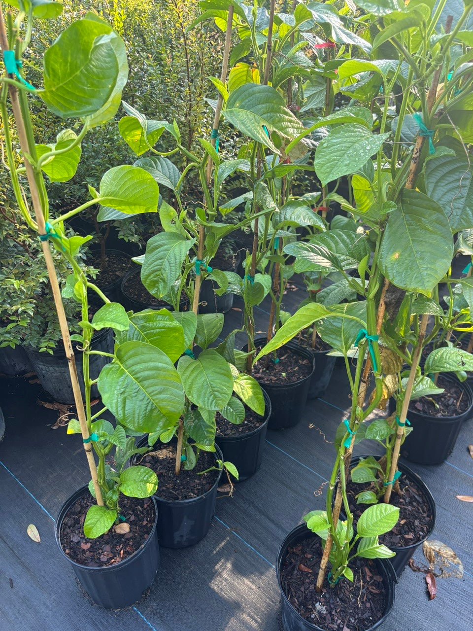Granadilla Vine- dua gan