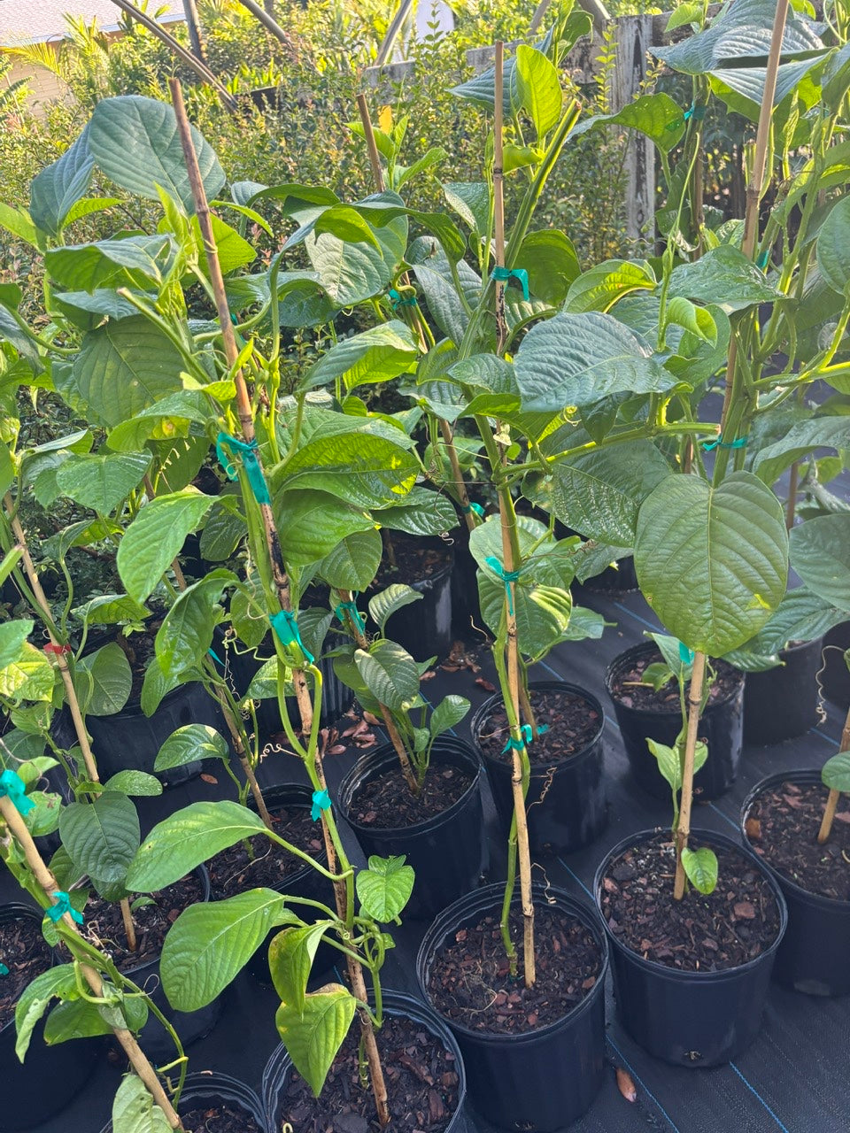 Granadilla Vine- dua gan