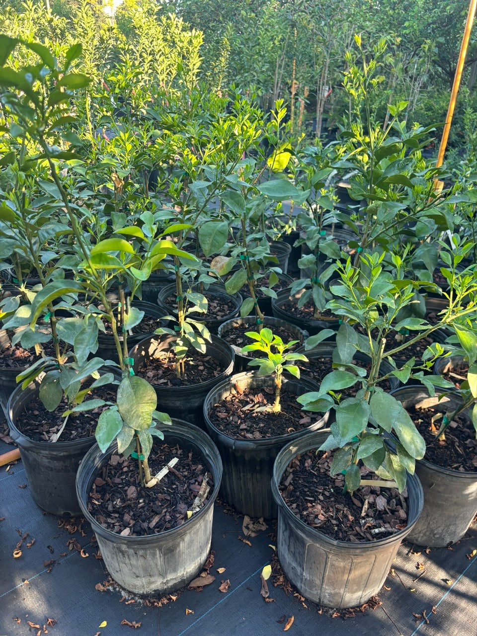 Grapefruit Tree- buoi