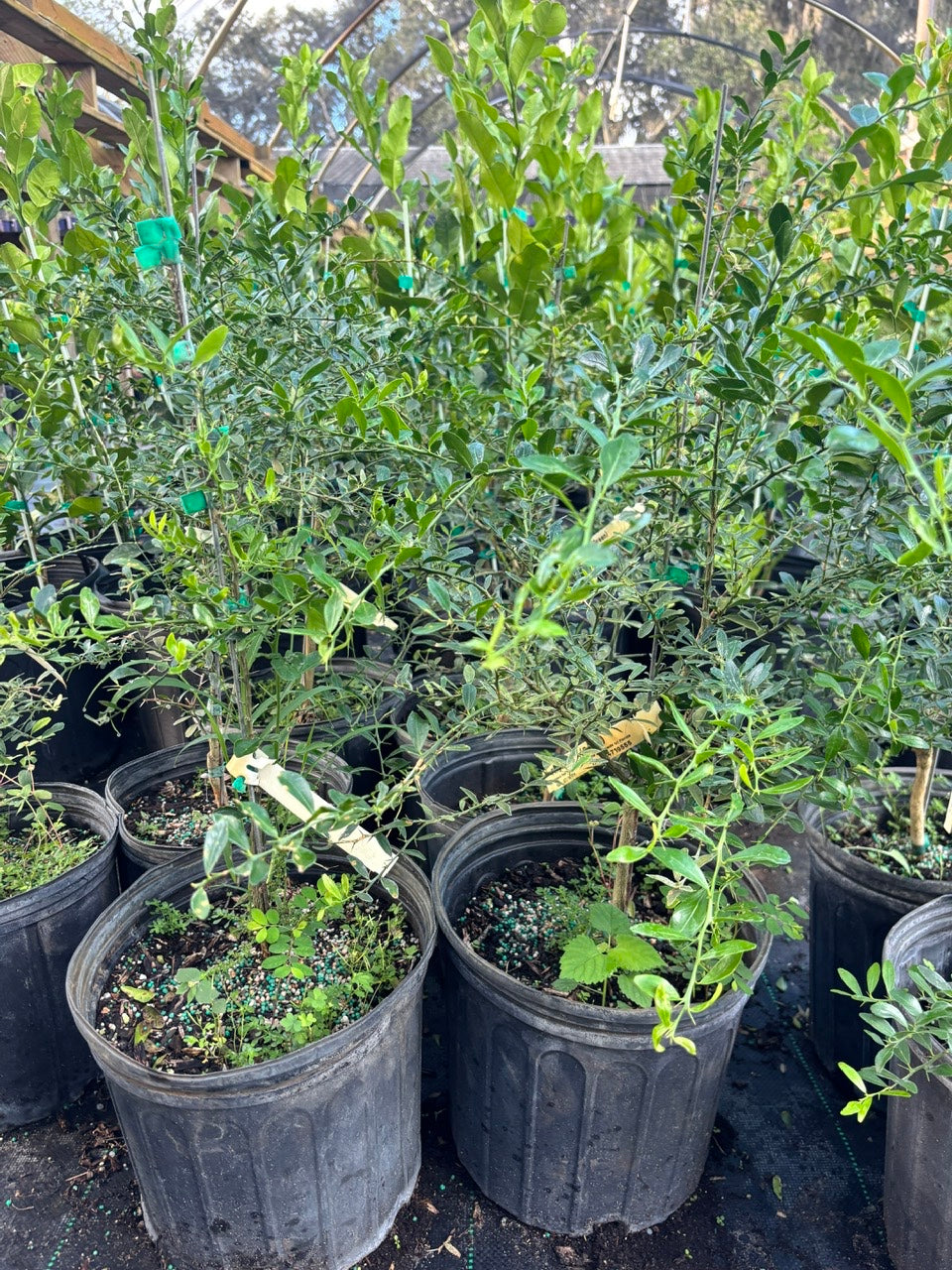Green Finger Lime Tree- Chanh Mong Tay Xanh